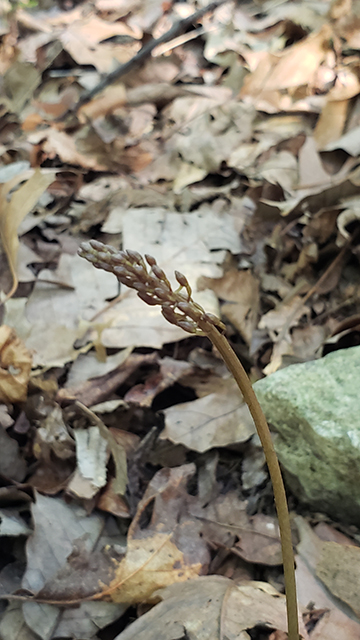 Tipularia discolor (Crippled cranefly) #90026