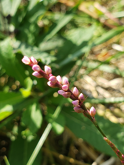 Polygonum pensylvanicum (Pennsylvania smartweed) #90042