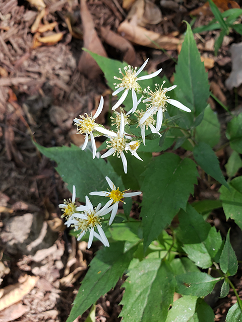 Eurybia divaricata (White wood aster) #90044