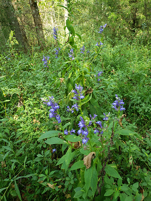 Lobelia siphilitica (Great blue lobelia) #90045