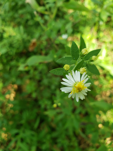 Symphyotrichum lanceolatum ssp. lanceolatum (White panicle aster) #90047