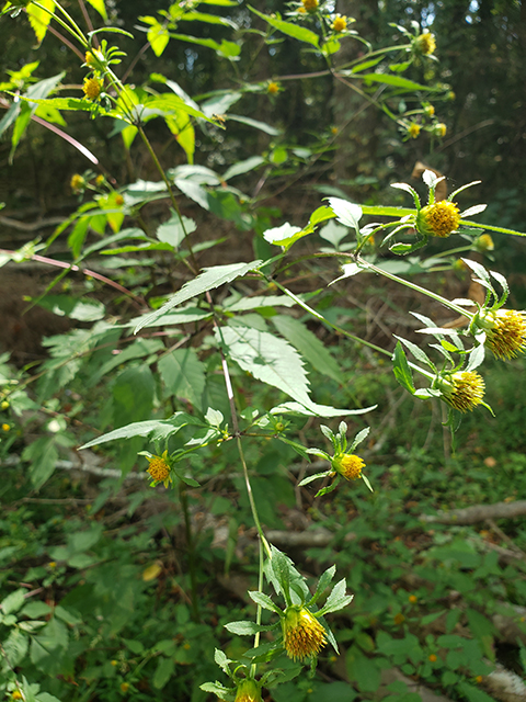 Bidens vulgata (Big devils beggartick) #90051