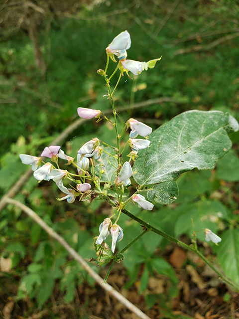 Desmodium perplexum (Perplexed ticktrefoil) #90053