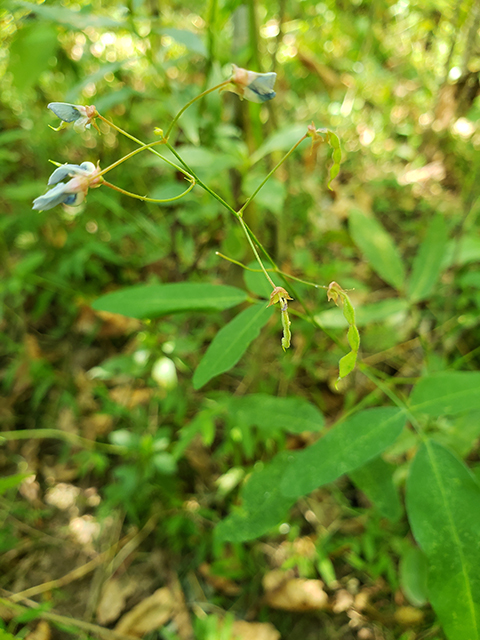 Desmodium perplexum (Perplexed ticktrefoil) #90057