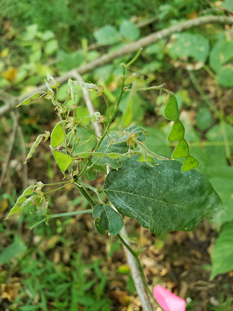 Desmodium perplexum (Perplexed ticktrefoil) #90058