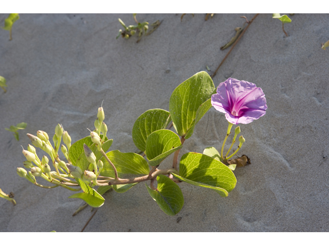 Ipomoea pes-caprae ssp. brasiliensis (Railroad vine) #47953