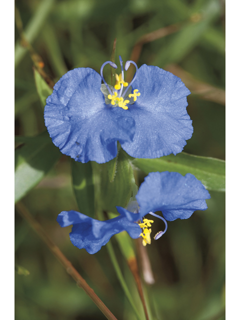 Commelina erecta (Dayflower) #47979