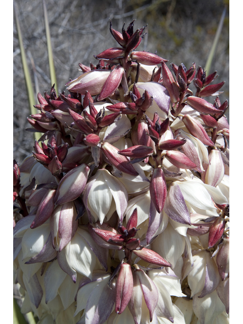 Yucca torreyi (Torrey yucca) #48006