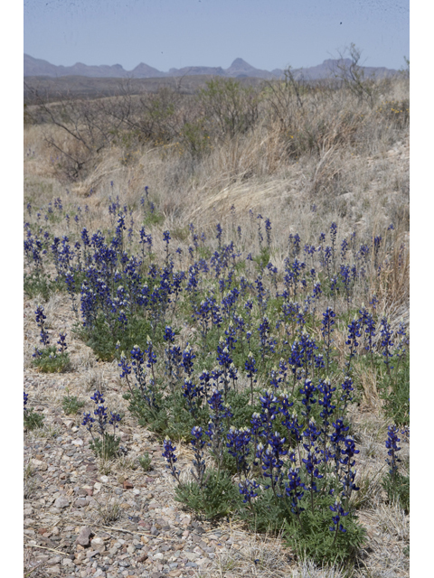 Lupinus havardii (Big bend bluebonnet) #48012