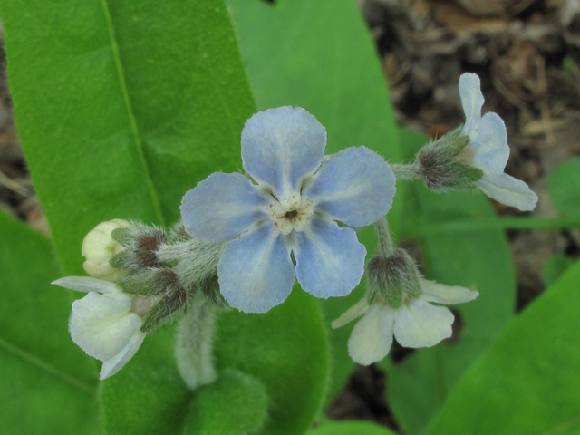 Cynoglossum virginianum (Wild comfrey) #38498