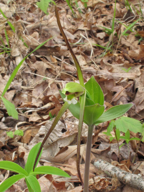 Isotria verticillata (Large whorled pogonia) #38499