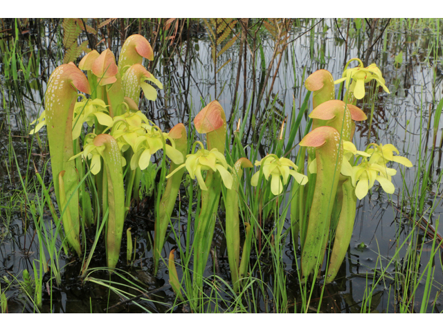 Sarracenia minor (Hooded pitcherplant) #38508