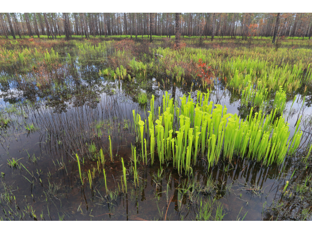 Sarracenia flava (Yellow pitcherplant) #38509