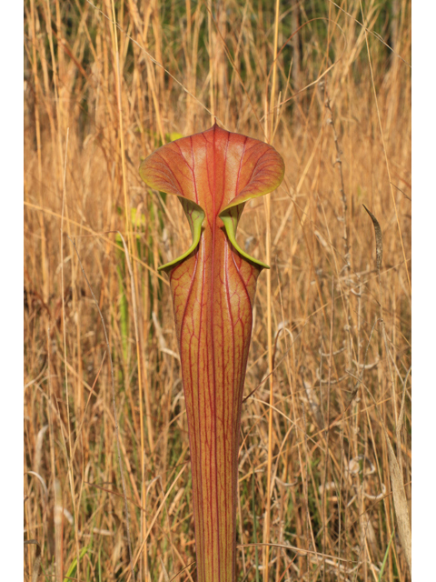 Sarracenia flava (Yellow pitcherplant) #38522