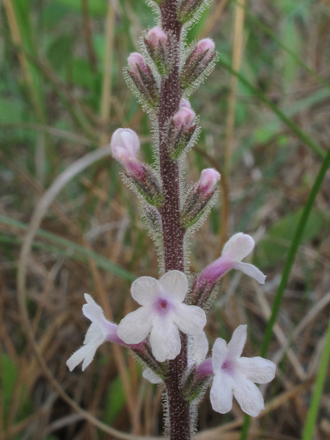 Stylodon carneus (Carolina false vervain) #38525