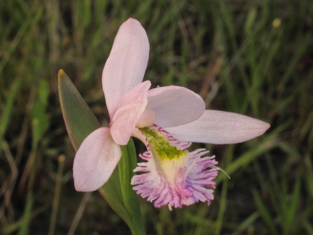 Pogonia ophioglossoides (Rose pogonia) #38534