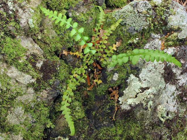 Asplenium kentuckiense (Kentucky spleenwort) #38540