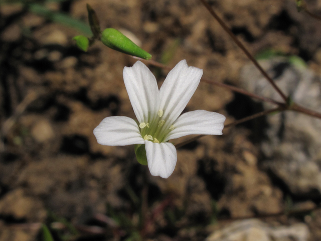 Minuartia patula (Pitcher's stitchwort) #38551