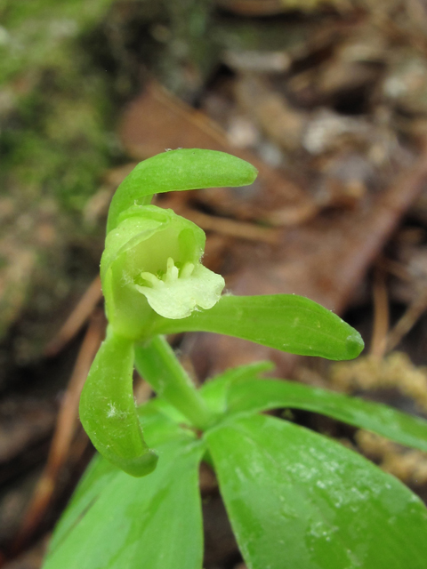 Isotria medeoloides (Small whorled pogonia) #38561