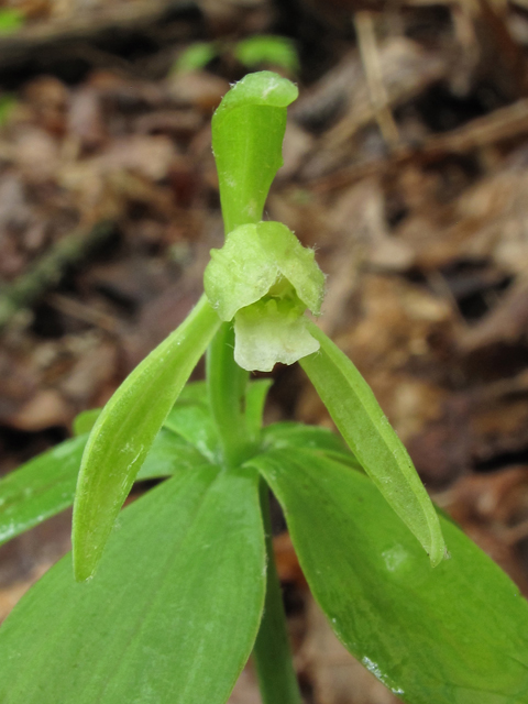 Isotria medeoloides (Small whorled pogonia) #38563