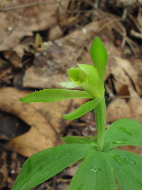 Isotria medeoloides (Small whorled pogonia) #38564