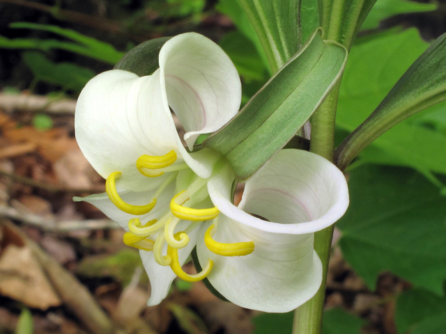 Trillium catesbaei (Bashful wakerobin) #38574