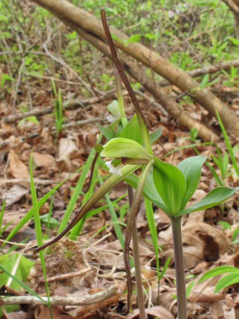 Isotria verticillata (Large whorled pogonia) #38581