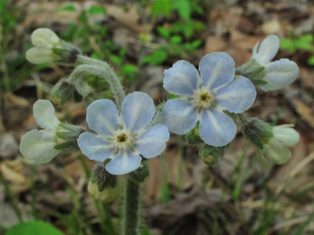 Cynoglossum virginianum (Wild comfrey) #38582