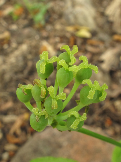 Smilax hugeri (Huger's carrionflower) #38591