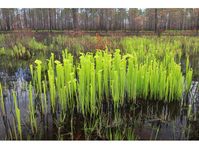 Sarracenia flava (Yellow pitcherplant) #38603