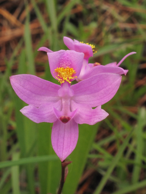 Calopogon barbatus (Bearded grasspink) #38613