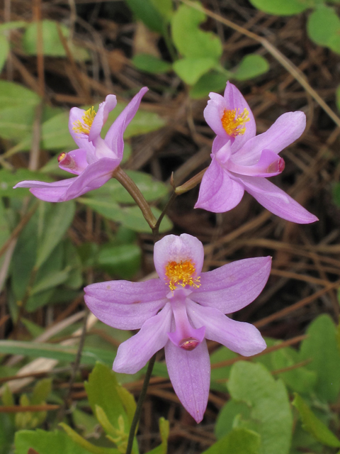 Calopogon barbatus (Bearded grasspink) #38614