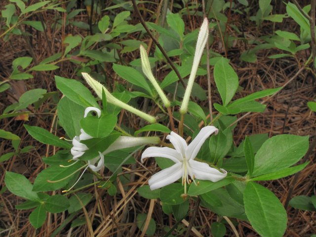 Rhododendron atlanticum (Dwarf azalea) #38618