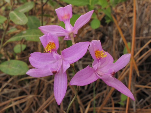 Calopogon barbatus (Bearded grasspink) #38621