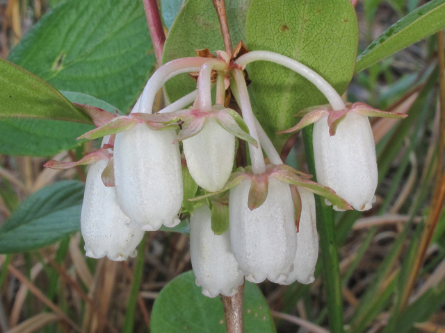 Lyonia mariana (Piedmont staggerbush) #38629