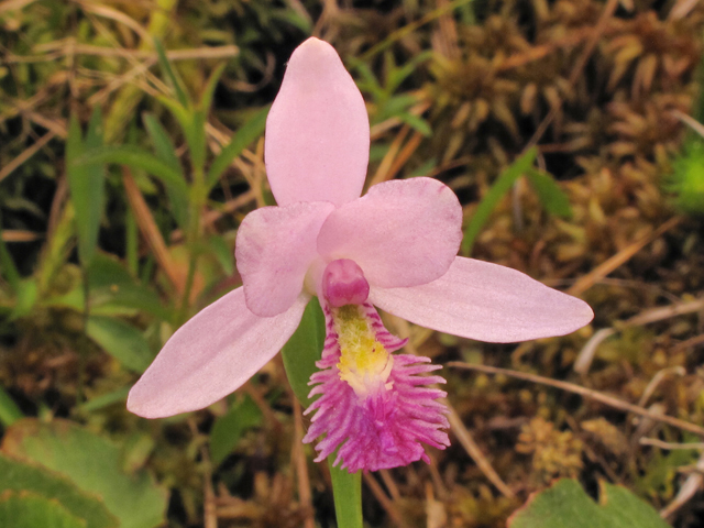 Pogonia ophioglossoides (Rose pogonia) #38633