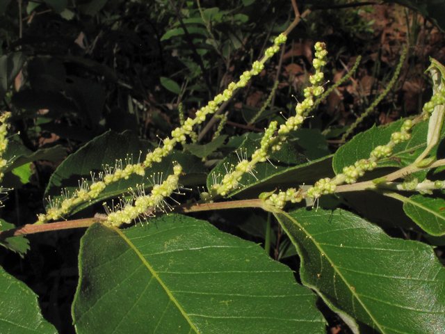 Castanea pumila (Allegheny chinquapin) #38650