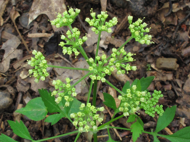 Thaspium barbinode (Hairy-jointed meadowparsnip) #38670