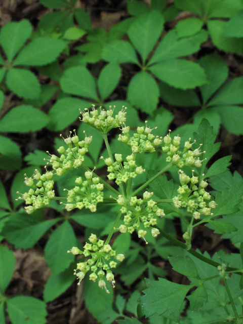 Thaspium barbinode (Hairy-jointed meadowparsnip) #38672