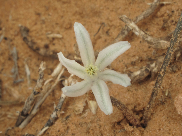 Androstephium breviflorum (Pink funnel lily) #38675