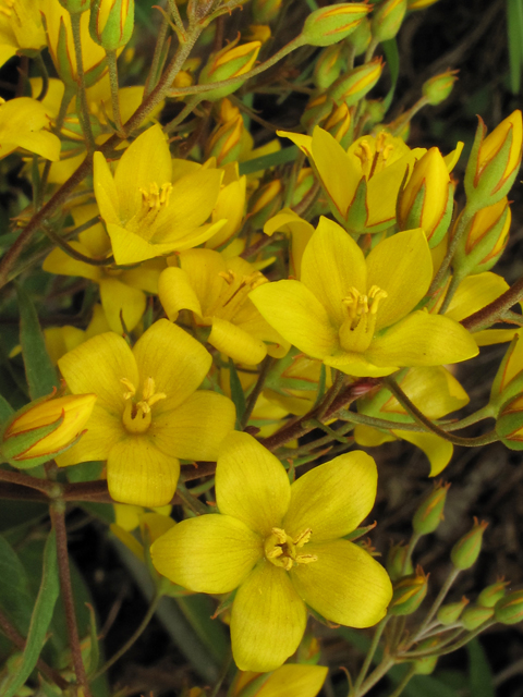 Lysimachia fraseri (Fraser's yellow loosestrife) #38688