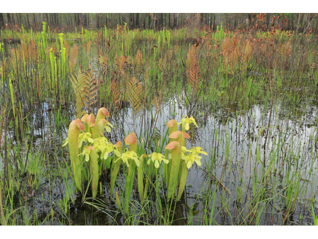 Sarracenia flava (Yellow pitcherplant) #38698