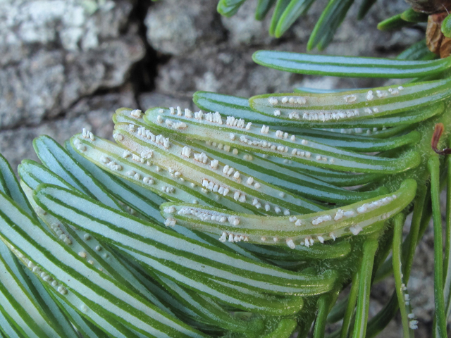 Abies fraseri (Fraser fir) #39228