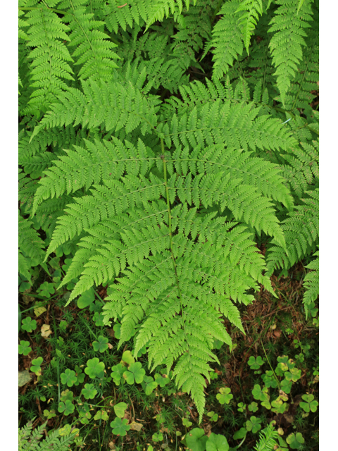 Athyrium filix-femina ssp. asplenioides (Southern lady fern) #39231