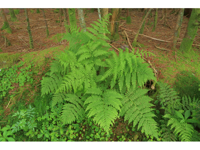 Athyrium filix-femina ssp. asplenioides (Southern lady fern) #39232