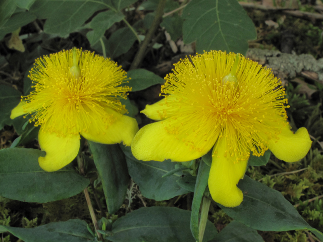 Hypericum frondosum (Cedarglade st. john's-wort) #39267