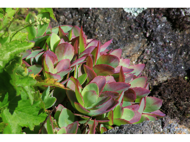 Hylotelephium telephioides (Allegheny stonecrop) #39269