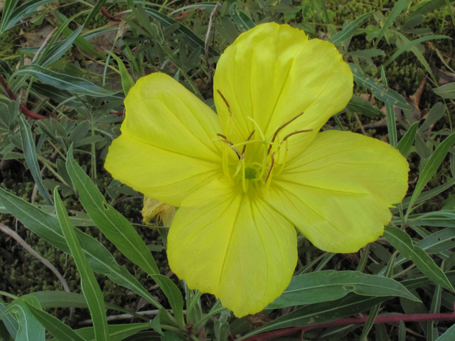 Oenothera macrocarpa ssp. macrocarpa (Bigfruit evening-primrose) #39290