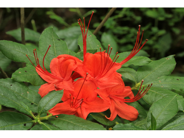 Rhododendron calendulaceum (Flame azalea) #39296