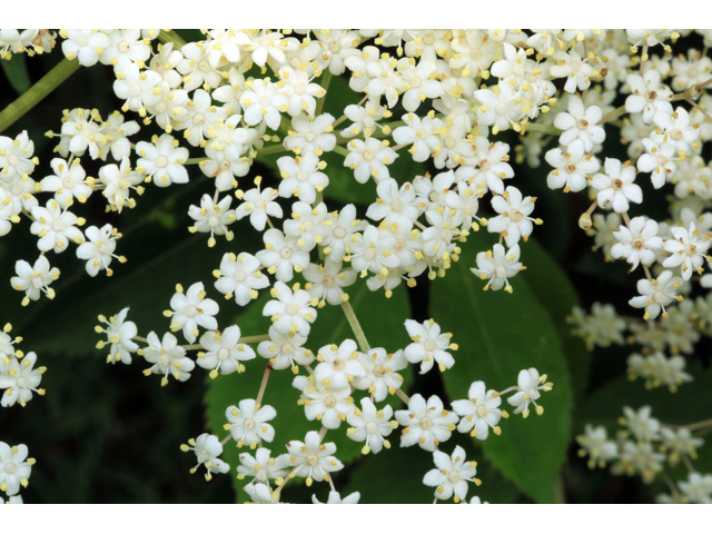 Sambucus nigra (Black elderberry ) #39303